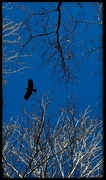 12th Feb 2024 - The Crow and the Bright Blue Sky 