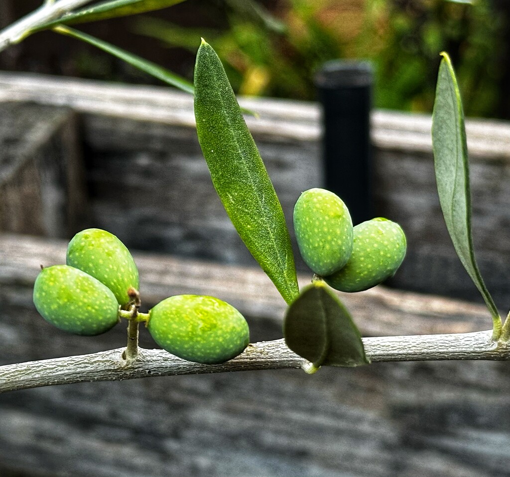 Olives by joluisebeth