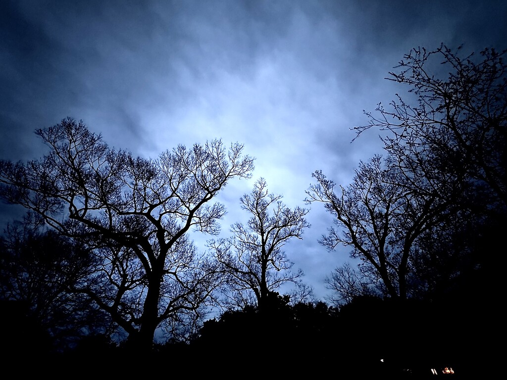 Winter trees and early evening at the blue hour by congaree