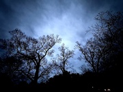 12th Feb 2024 - Winter trees and early evening at the blue hour