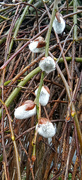 13th Feb 2024 - More Spring buds