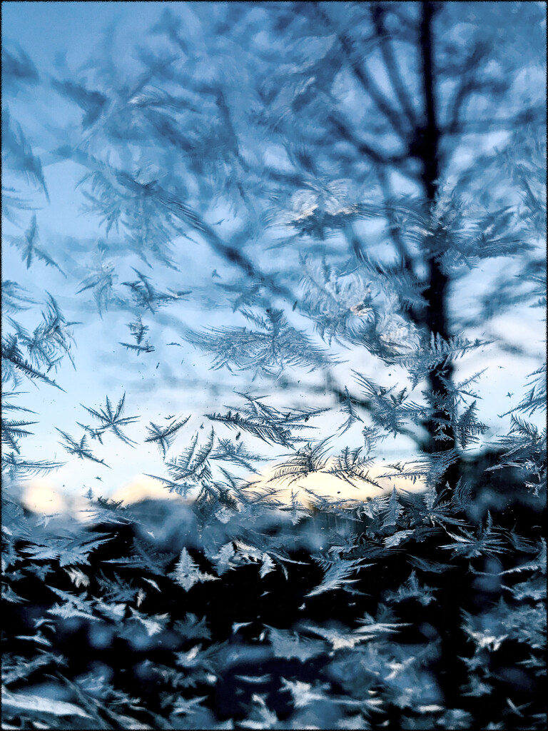 Morning Frost by 365projectorgchristine