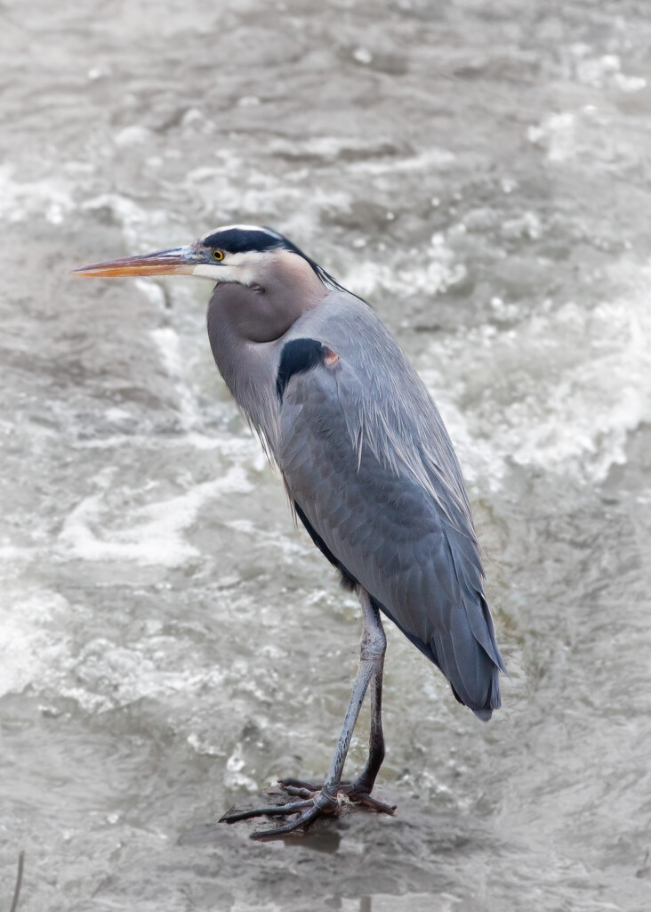 Great Blue Heron by bobbic