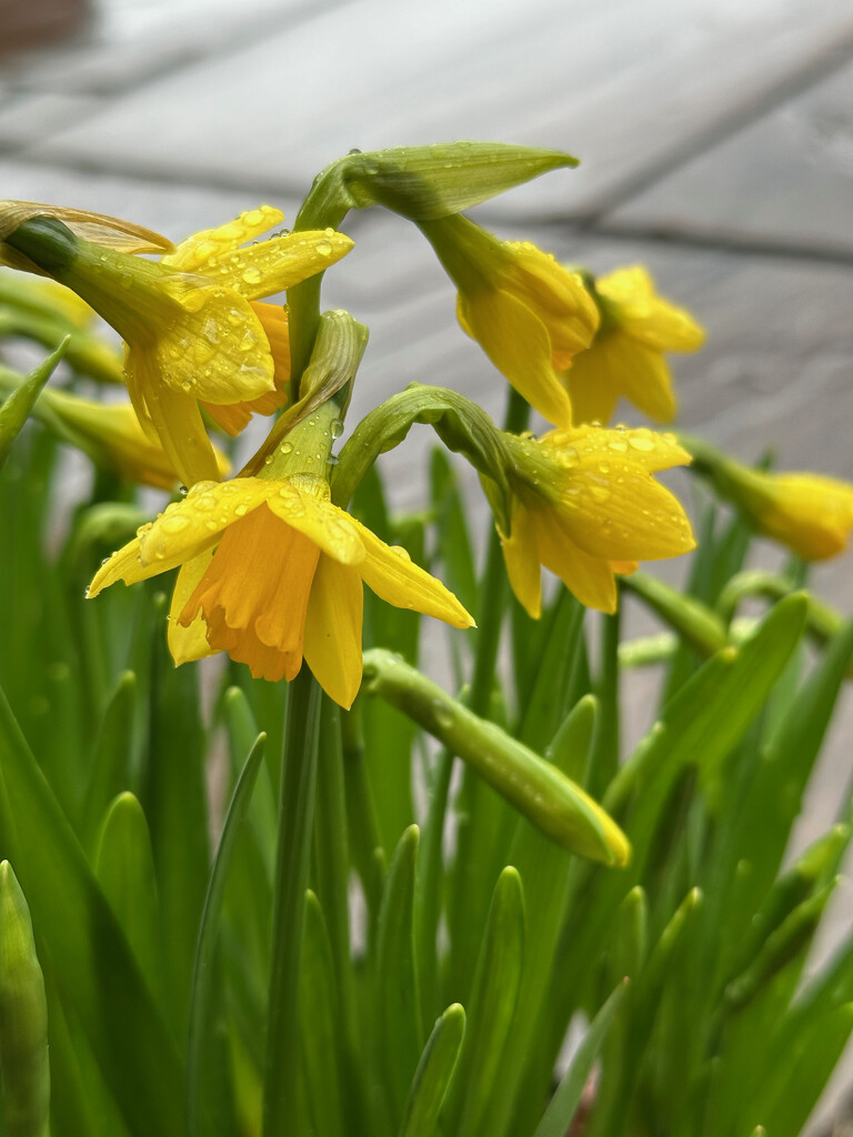 First Daffodils by 365projectmaxine