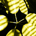Sepia Plant by linnypinny