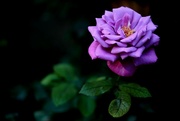 13th Feb 2024 - romantic rose
