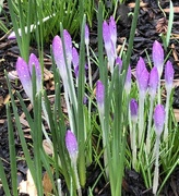 13th Feb 2024 - Purple Crocus