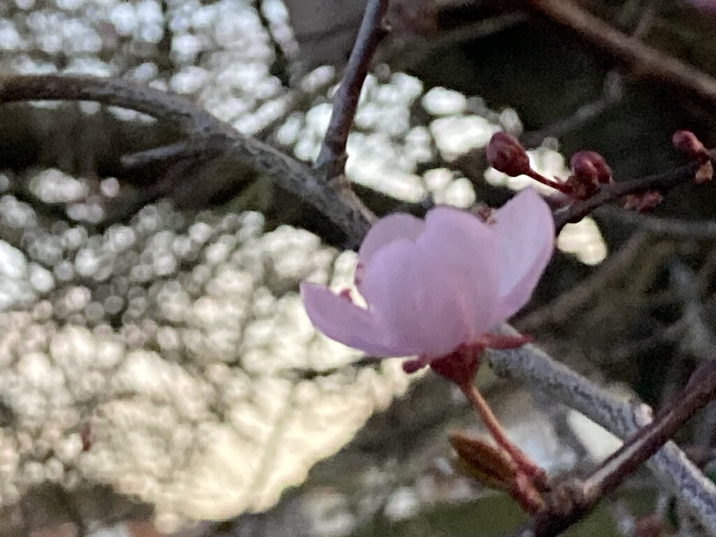Cherry Tree Blossom  by cataylor41