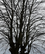 12th Feb 2024 - Beech tree. 