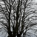 Beech tree.  by grace55