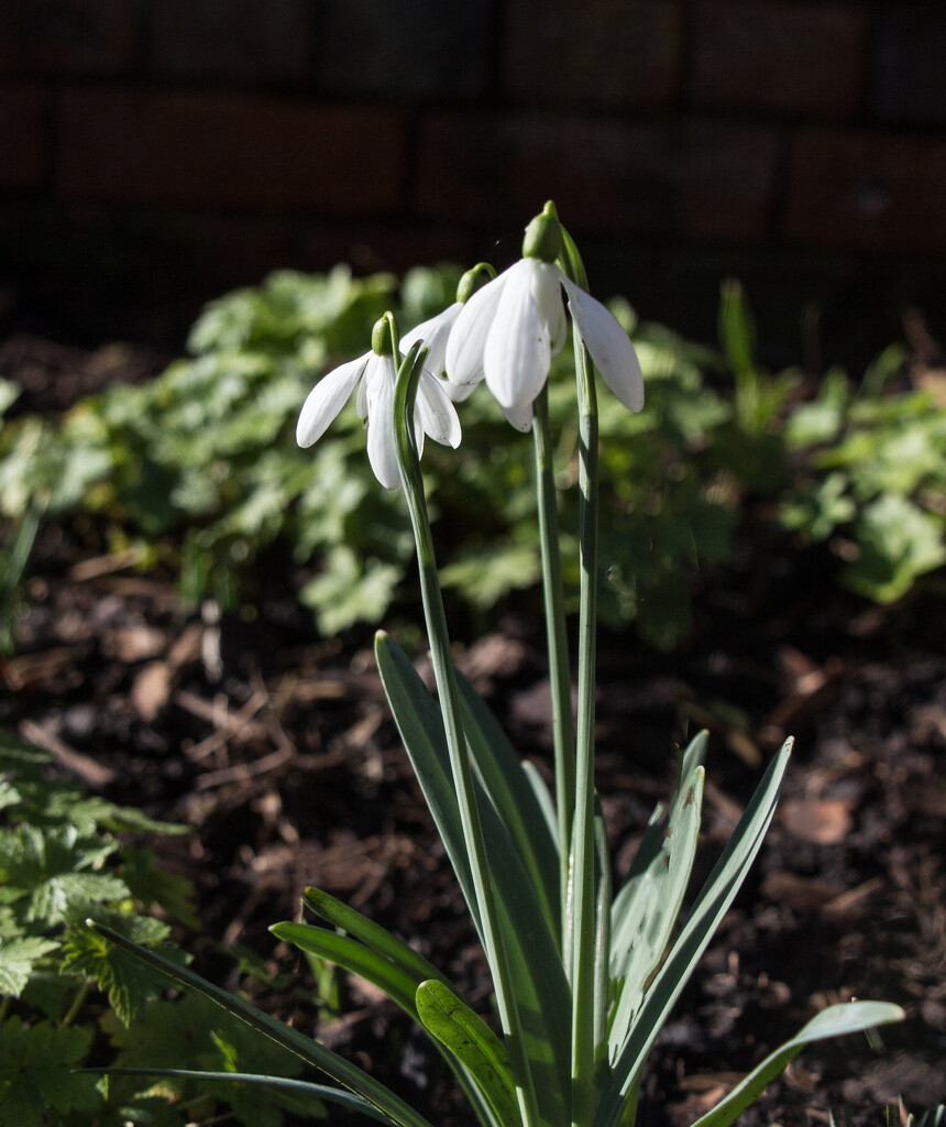 Snowdrops by busylady