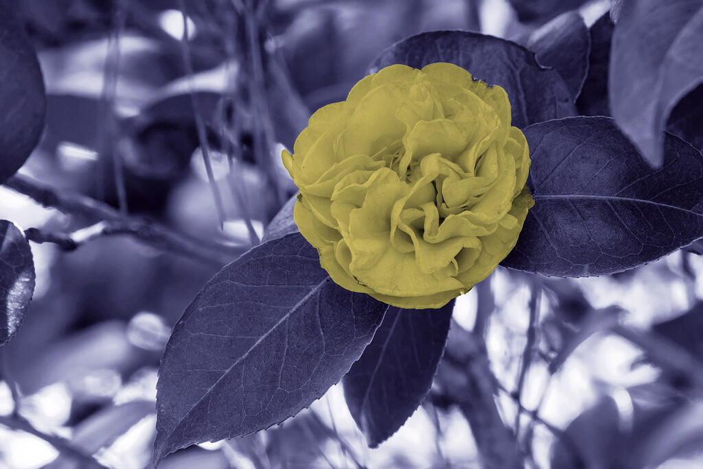 Yellow Camellia by k9photo