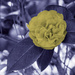Yellow Camellia by k9photo