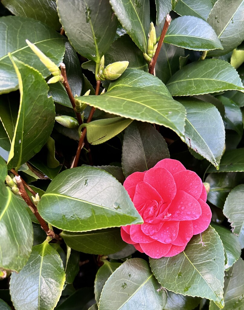 Camellia by 365_cal