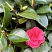 Camellia by 365_cal