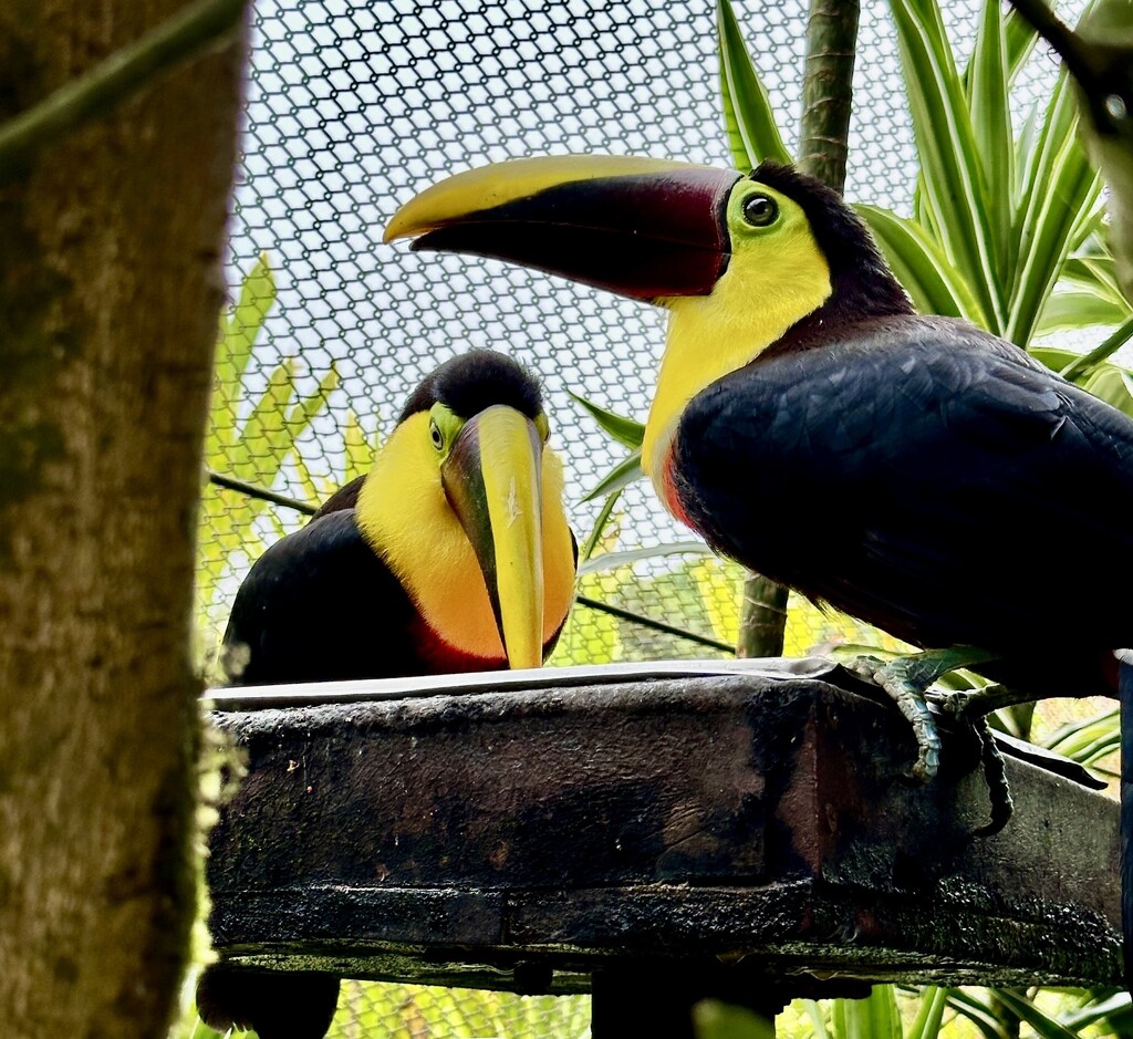 Yellow -Throated Toucans by redy4et