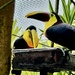 Yellow -Throated Toucans