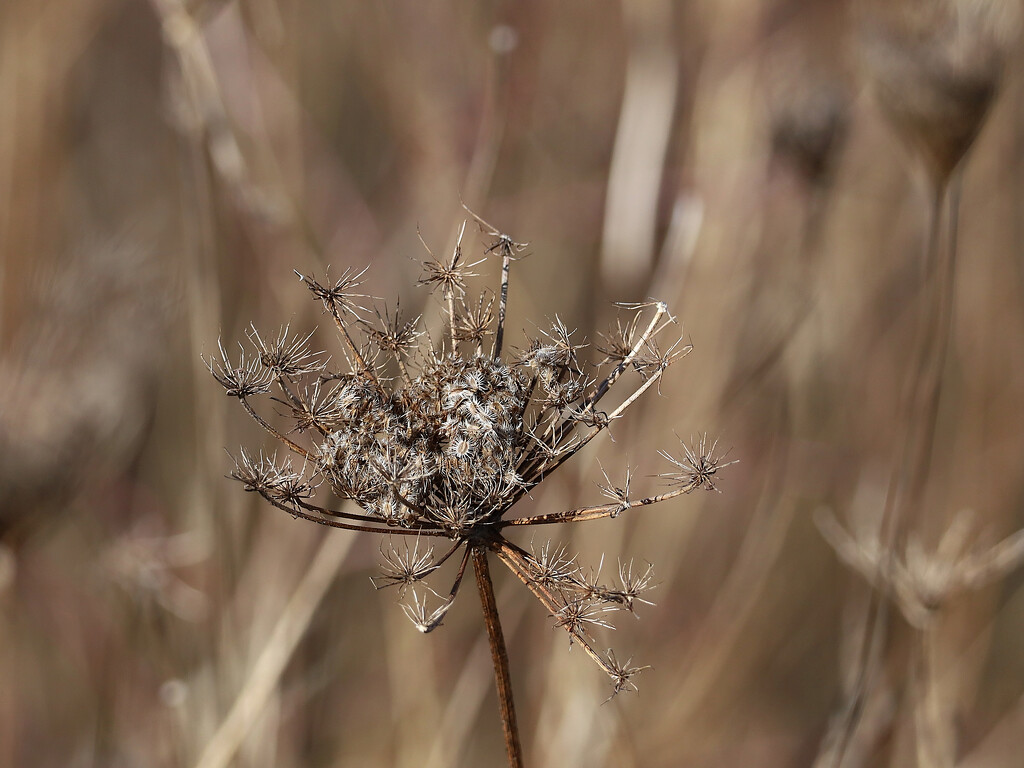 Interesting, dead flower... by neil_ge