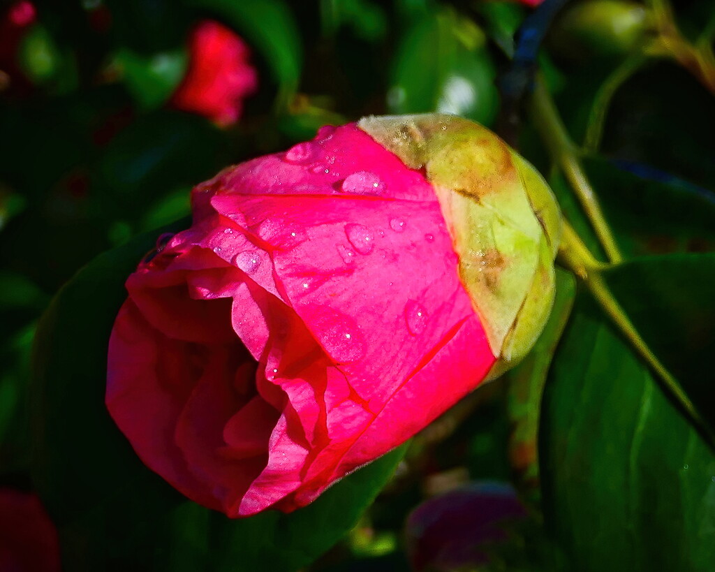 Rose of Winter by gaf005