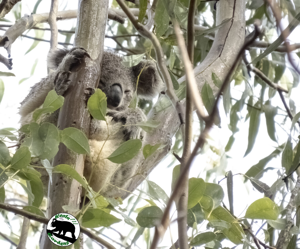 compact by koalagardens