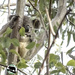 compact by koalagardens