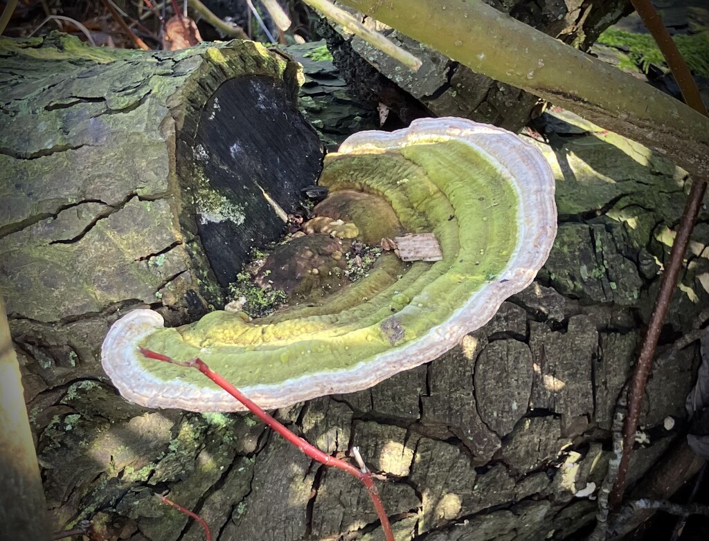 Bracket Fungus  by g3xbm