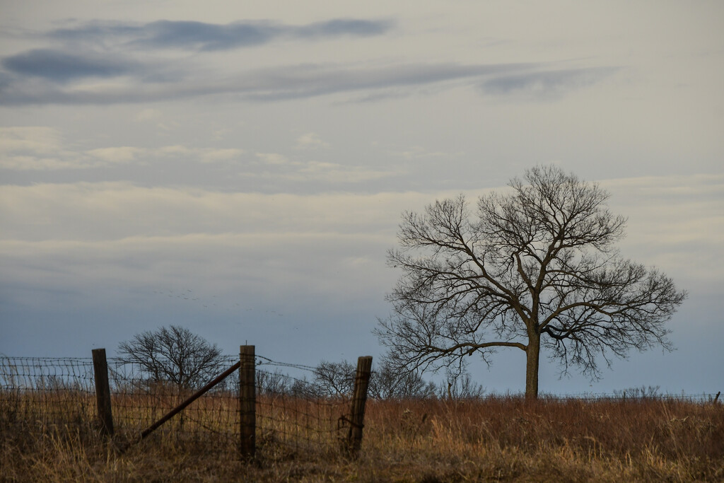 A Fence and a Tree by kareenking