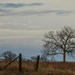 A Fence and a Tree by kareenking