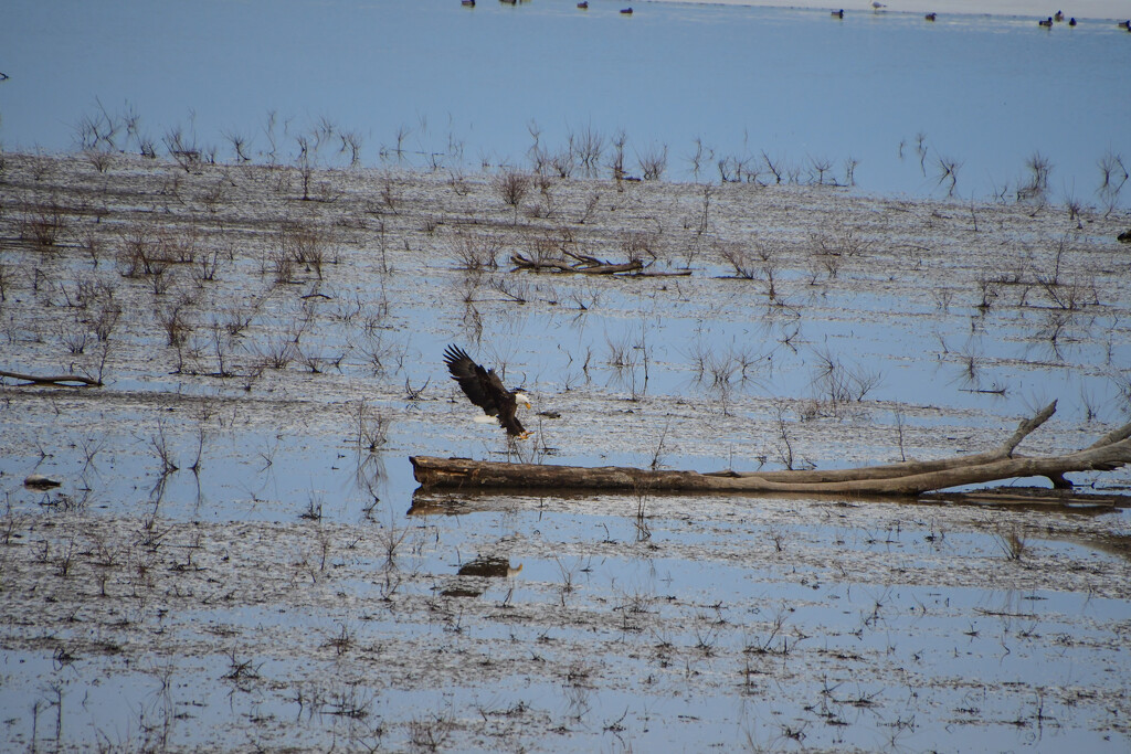 Bald Eagle Landing at Clinton Lake by kareenking