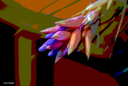 13th Feb 2024 - Air plant flower artistic