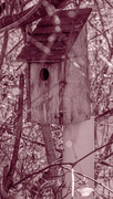 13th Feb 2024 - Birdhouse in the honeysuckle