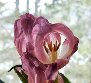 1st Feb 2024 - Tulips
