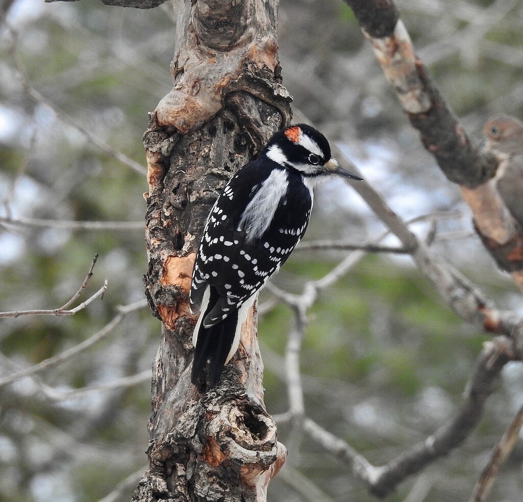 Downy Woodpecker by sunnygreenwood