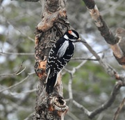 2nd Feb 2024 - Downy Woodpecker