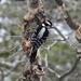 Downy Woodpecker by sunnygreenwood
