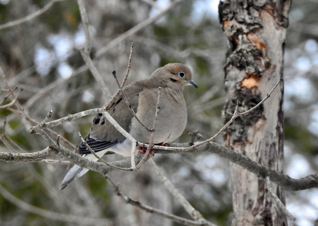 Mourning Dove by sunnygreenwood