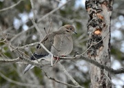 3rd Feb 2024 - Mourning Dove