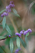 3rd Nov 2023 - Flora 3 - Hovea