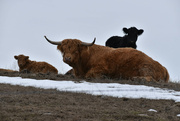 11th Feb 2024 - West Highland Cow Family