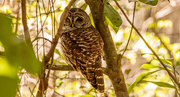 13th Feb 2024 - Found the Barred Owl This Morning!