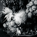 044 - Dried Flowers by emrob