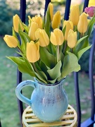 13th Feb 2024 - Tuesdays Tulips