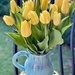 Tuesdays Tulips by whatcapturesmyeye