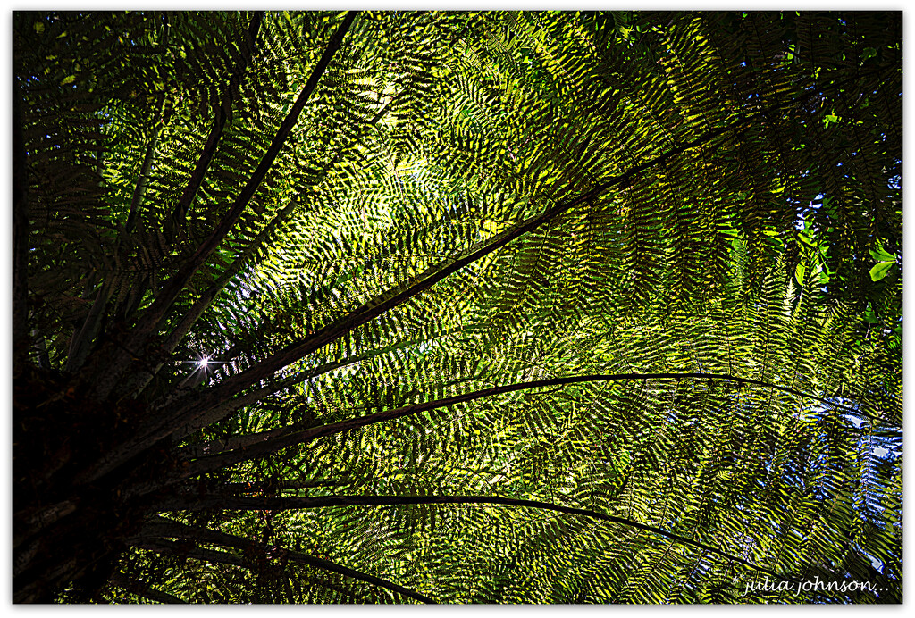 New Zealand Tree Fern.. Ponga.. by julzmaioro