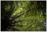 14th Feb 2024 - New Zealand Tree Fern.. Ponga..