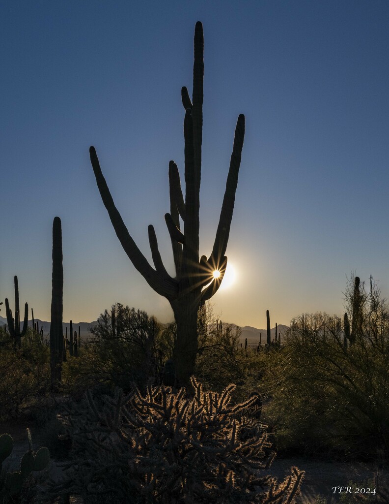 Sun Sets in the Saguaro Filled Desert by taffy