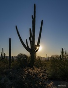 7th Feb 2024 - Sun Sets in the Saguaro Filled Desert