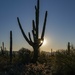Sun Sets in the Saguaro Filled Desert