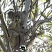 tangles by koalagardens