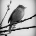 Monochrome Bird by pcoulson